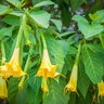 Brugmansia X Yellow Angels Trumpets