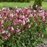 Aquilegia X Hybrida Earlybird Red White Columbine