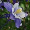 Aquilegia X Hybrida Earlybird Blue White Columbine
