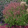 Agastache X Peachie Keen Hyssop