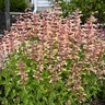 Agastache X Peachie Keen Hyssop