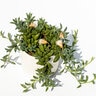 Senecio Radicans Glauca String of FIshhooks