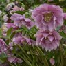 Helleborus X Wedding Party Wedding Crasher Lenten Rose