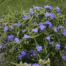 Tradescantia X Amethyst Kiss Spiderwort