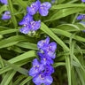 Tradescantia X Amethyst Kiss Spiderwort