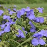 Tradescantia X Amethyst Kiss Spiderwort