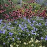 Tradescantia X Amethyst Kiss Spiderwort