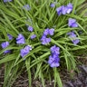 Tradescantia X Amethyst Kiss Spiderwort