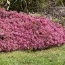 Sedum X Rock 'N Round Superstar Stonecrop