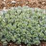 Sedum X Rock 'N Round Superstar Stonecrop