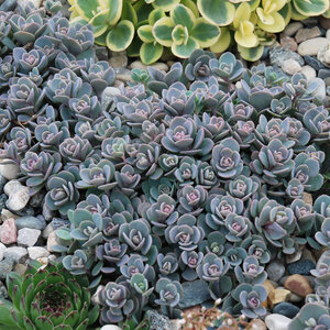 X Sedoro SunSparkler Blue Elf Stonecrop 1 gal. Container