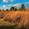 Andropogon Virginicus Broomsedge Bluestem