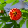Abutilon X Red Tiger Flowering Maple