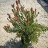 Leucandendron X Afterburner Cone Bush