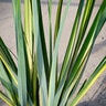 Phormium Tenax Radiance New Zealand Flax 5 gal. Container
