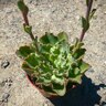 Echeveria X Giant Blue Curls Hen and Chicks