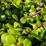 Portulacaria Afra Minima Trailing Elephant Bush