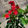 Jatropha Integerrima Petite Pinkie Spicy Jatropha