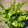 Portulacaria Afra Minima Trailing Elephant Bush