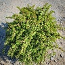 Portulacaria Afra Minima Trailing Elephant Bush