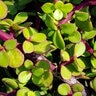 Portulacaria Afra Minima Trailing Elephant Bush