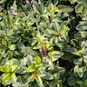 Pittosporum Tenuifolium Diamond Kohuhu