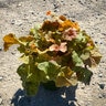 Heuchera X Northern Exposure Amber Coral Bells