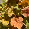 Heuchera X Northern Exposure Amber Coral Bells