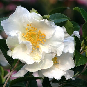 Camellia Sasanqua Setsugekka Camellia