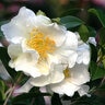 Camellia Sasanqua Setsugekka Camellia