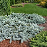 Picea Pungens Glauca Procumbens Blue Spruce