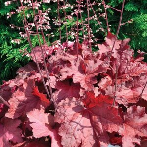 Heuchera X Magma Coral Bells