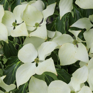 Cornus kousa Greensleeves Kousa Dogwood