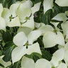 Cornus kousa Greensleeves Kousa Dogwood