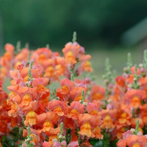 Antirrhinum Majus Bronze Snapdragon