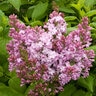 Syringa Vulgaris Lavender Lady Lilac