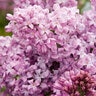 Syringa Vulgaris Lavender Lady Lilac