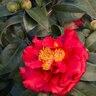 Camellia Japonica Bob Hope Camellia Premium 5 gal. Container