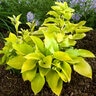 Hosta Hottsy Tottsy Plantain Lily