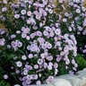 Aster Novi-Belgii Baldco Farmington Aster