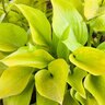 Hosta Hottsy Tottsy Plantain Lily