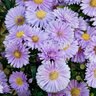 Aster Novi-Belgii Baldco Farmington Aster