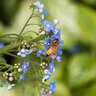 Brunnera Macrophylla Sea Heart Siberian Bugloss