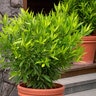 Laurus Nobilis Emerald Wave Sweet Bay Laurel