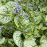Brunnera Macrophylla Sea Heart Siberian Bugloss