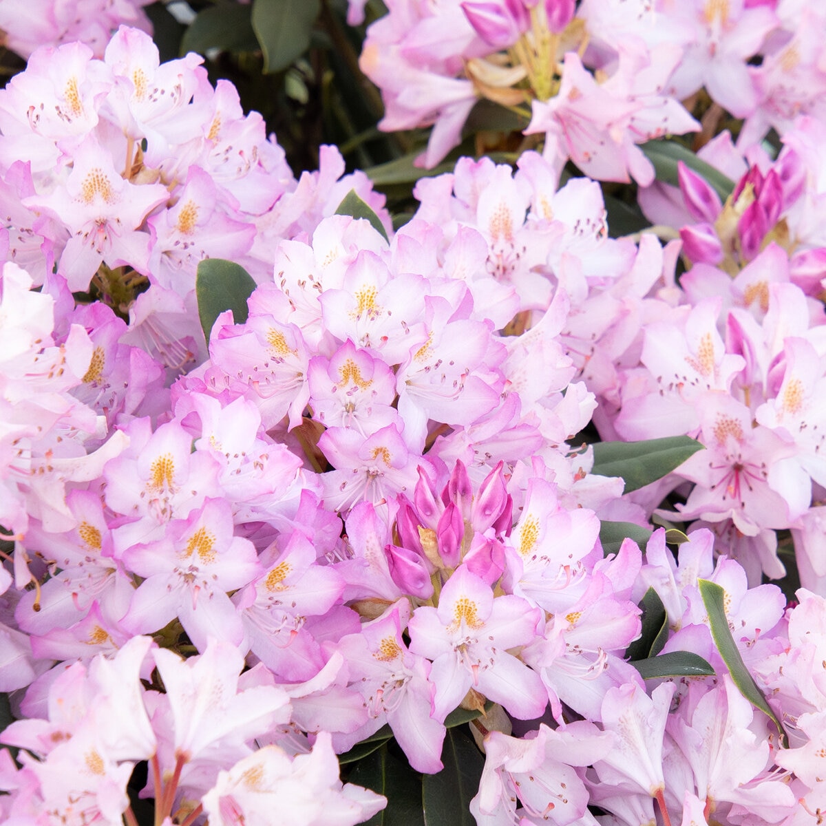 Rhododendron Maximum Roseum Pink Rosebay Rhododendron | SiteOne US