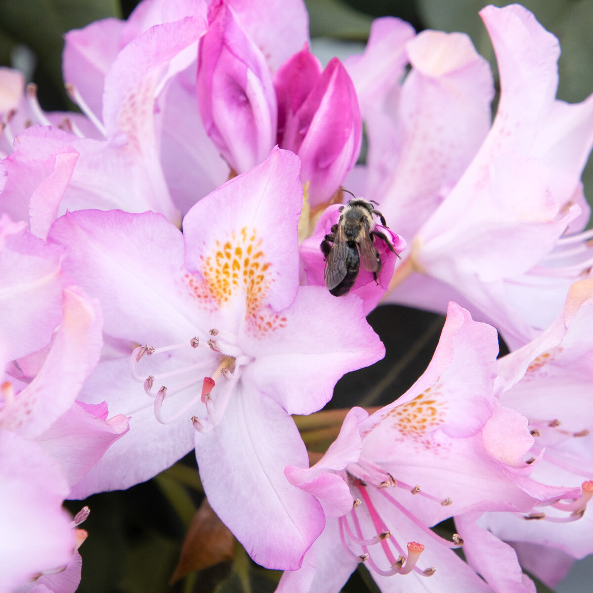 Rhododendron Maximum Roseum Pink Rosebay Rhododendron | SiteOne US