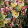 Helleborus X Glandorfensis HGC Ice N Roses Carlotta Lenten Rose