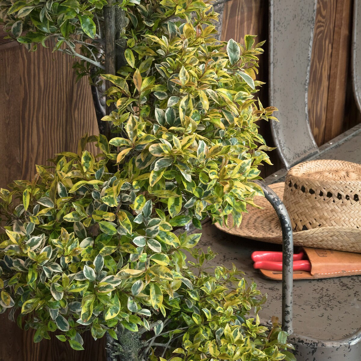 Syzygium (Eugenia) paniculatum (myrtifolia) Lemon Swirl Monrovia ...