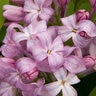 Syringa Vulgaris Lavender Lady Lilac